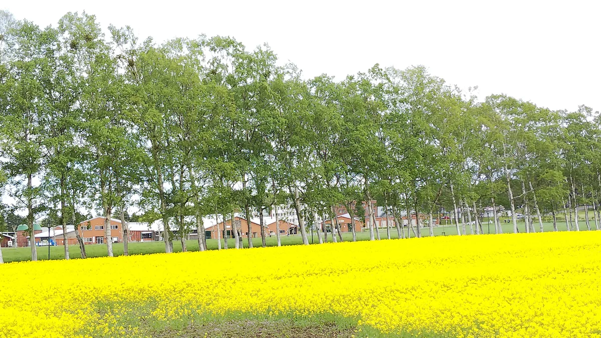 自然豊かな環境です。