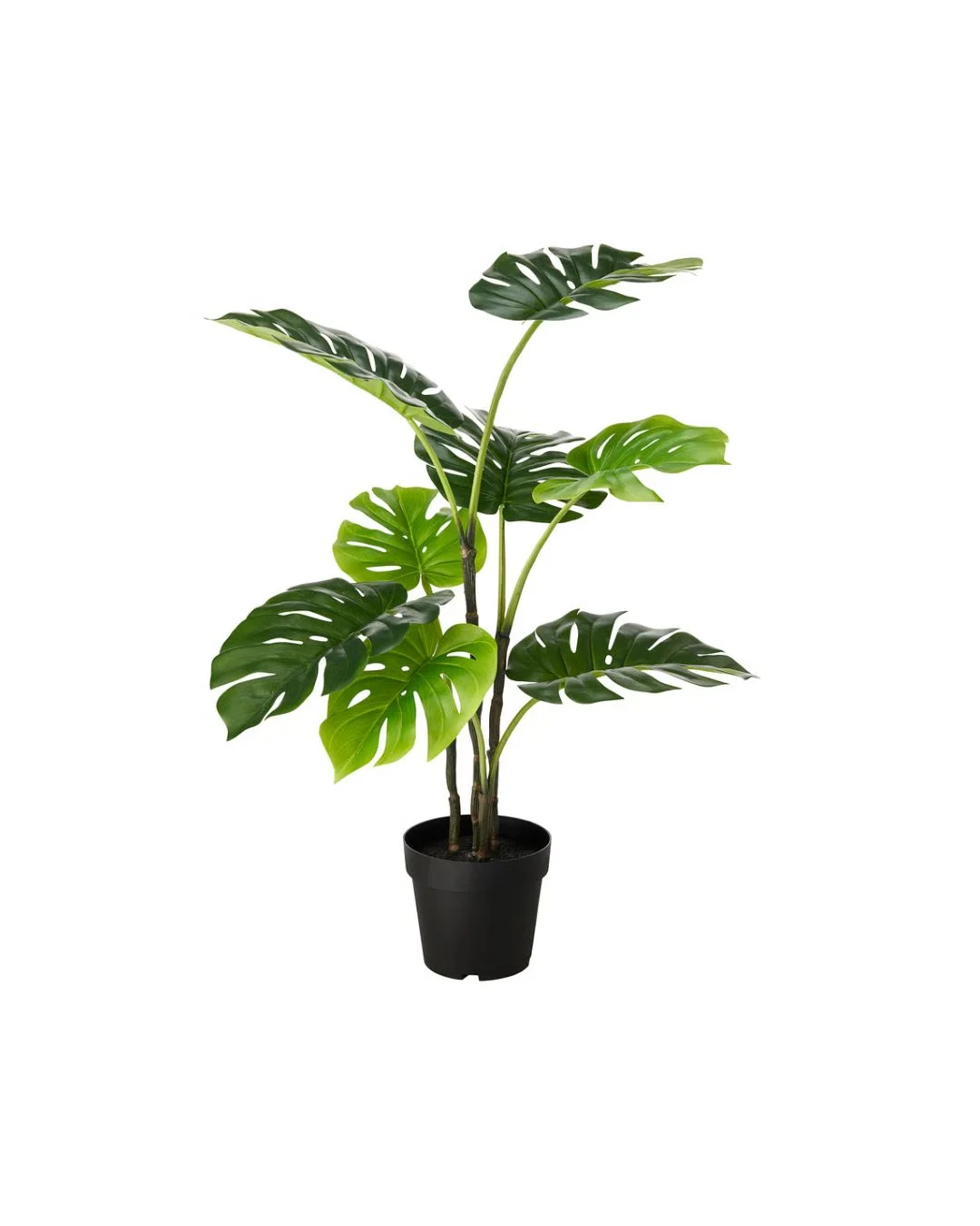 室内で使用しているグリーンのイメージ画像