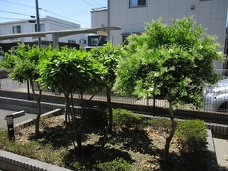植栽
