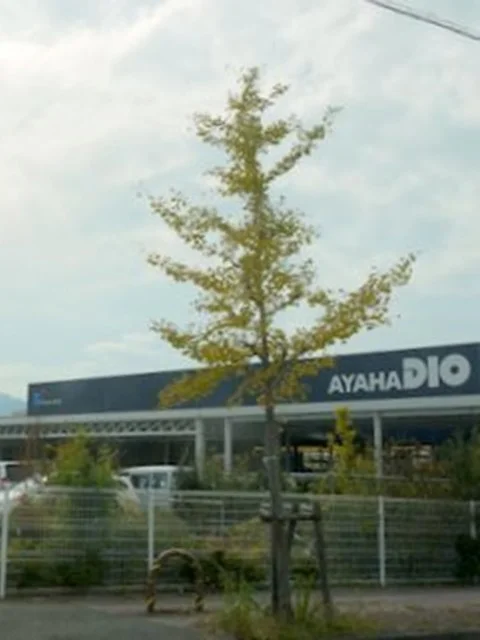 アヤハディオ　安曇川店まで1000m