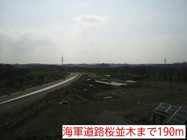 海軍道路桜並木まで190m