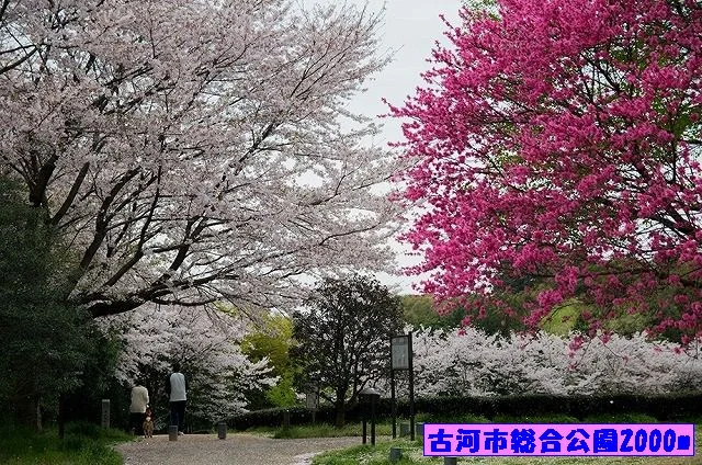 古河市総合公園まで2000m