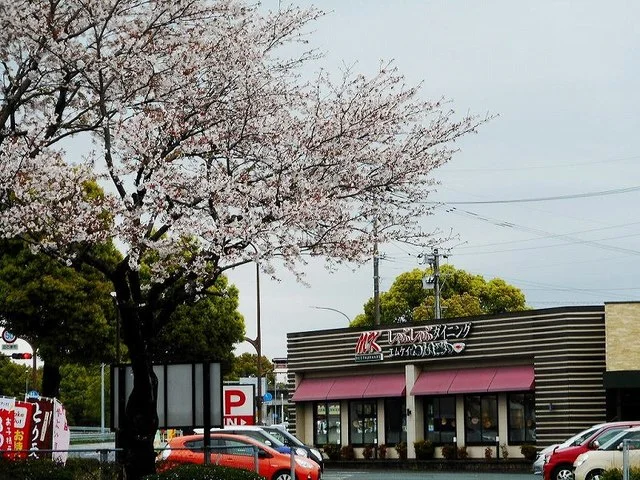 ＭＫレストラン桜木店まで200m