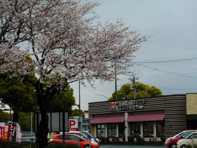 ＭＫレストラン桜木店まで250m