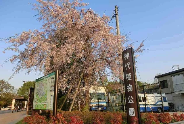 神代植物公園まで1200m