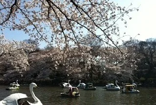 井の頭公園まで2200m