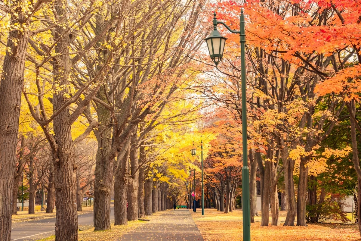 自然豊かなキャンパスで有名な、北海道大学・イチョウ並木の写真です。