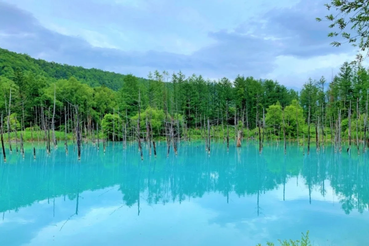 幻想的な景色で人気の観光地、美瑛・青い池の写真です。