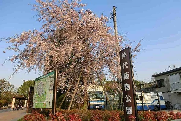 神代植物公園まで1200m