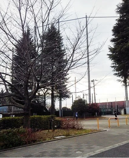 昭和公園まで650m