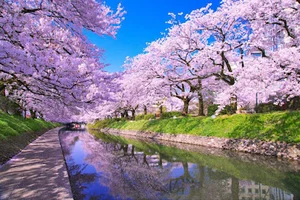 松川べりの桜まで車で5分