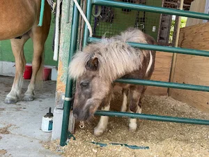 芦峅ホースヴィレッジまで車で6分
