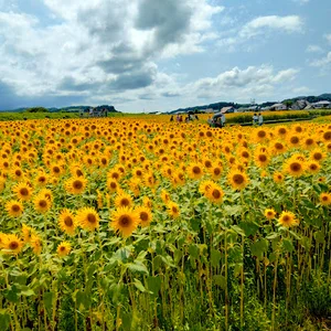 スローライフファーム ひまわり畑まで車で11分