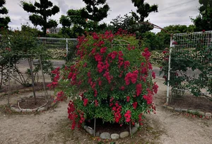 王子製紙バラ園まで徒歩19分。