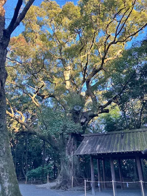 月夜見宮の楠まで徒歩12分