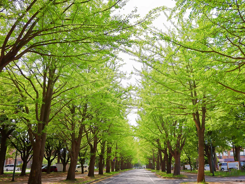 イチョウ並木が有名な北海道大学までは徒歩4分