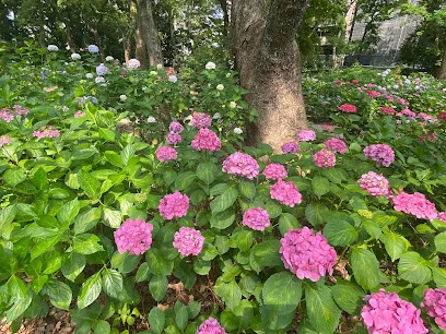 筥崎宮 あじさい苑