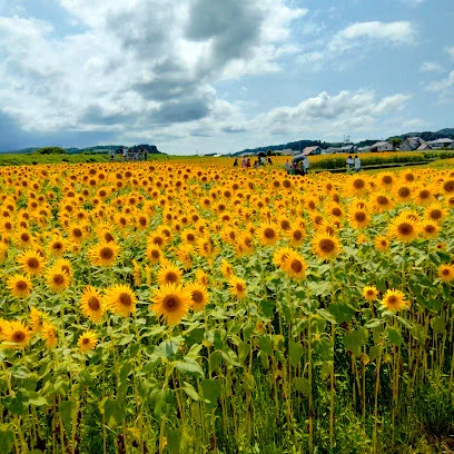 スローライフファーム ひまわり畑まで車で11分