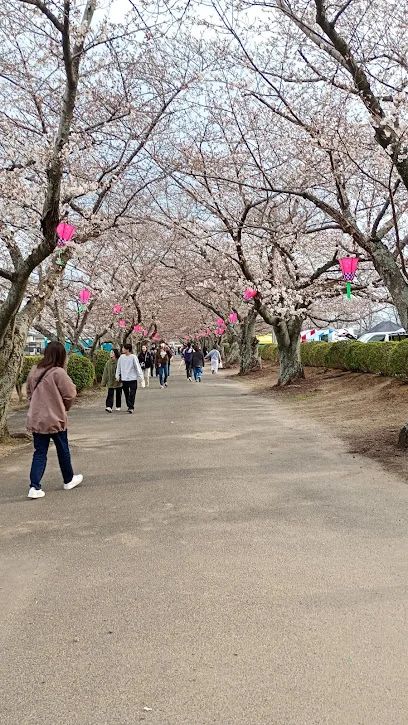 旭化成㈱の桜並木まで車で7分