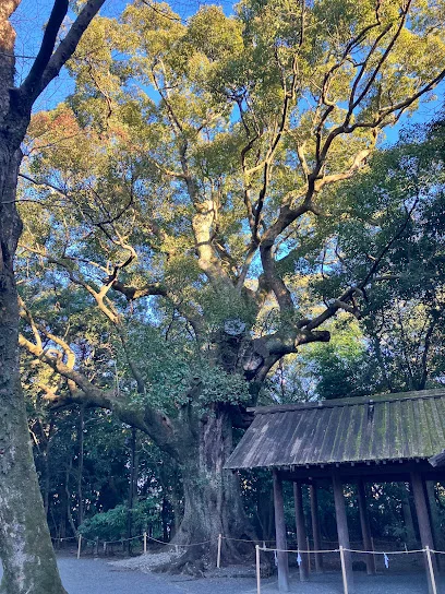 月夜見宮の楠まで徒歩12分